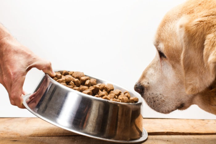 Fresh Dog Food vs. Dry Unraveling the Debate on Canine Nutrition