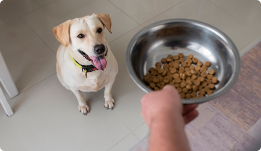 One Size Doesn't Fit All: The Pitfalls of Mass-Produced Dog Food