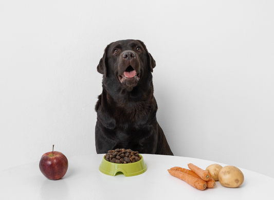 The Science Behind Human-Grade Dog Food and Canine Longevity