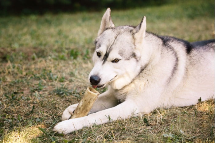 Sensitive Stomachs? Top Dog Food Picks for Huskies