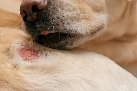 Dog Allergies: A Comprehensive Guide to Benadryl and Dogs